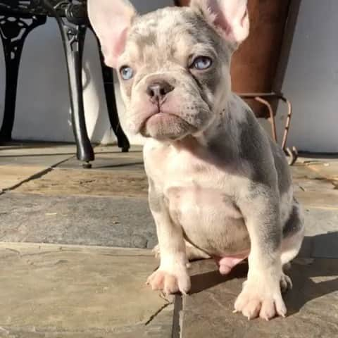 Oprahnbooのインスタグラム：「Lilac merle. #frenchiesofinstagram #dogstagram #dogoftheday #loveit #dogsoftheworld #damilydog #share #likeit #folowme」