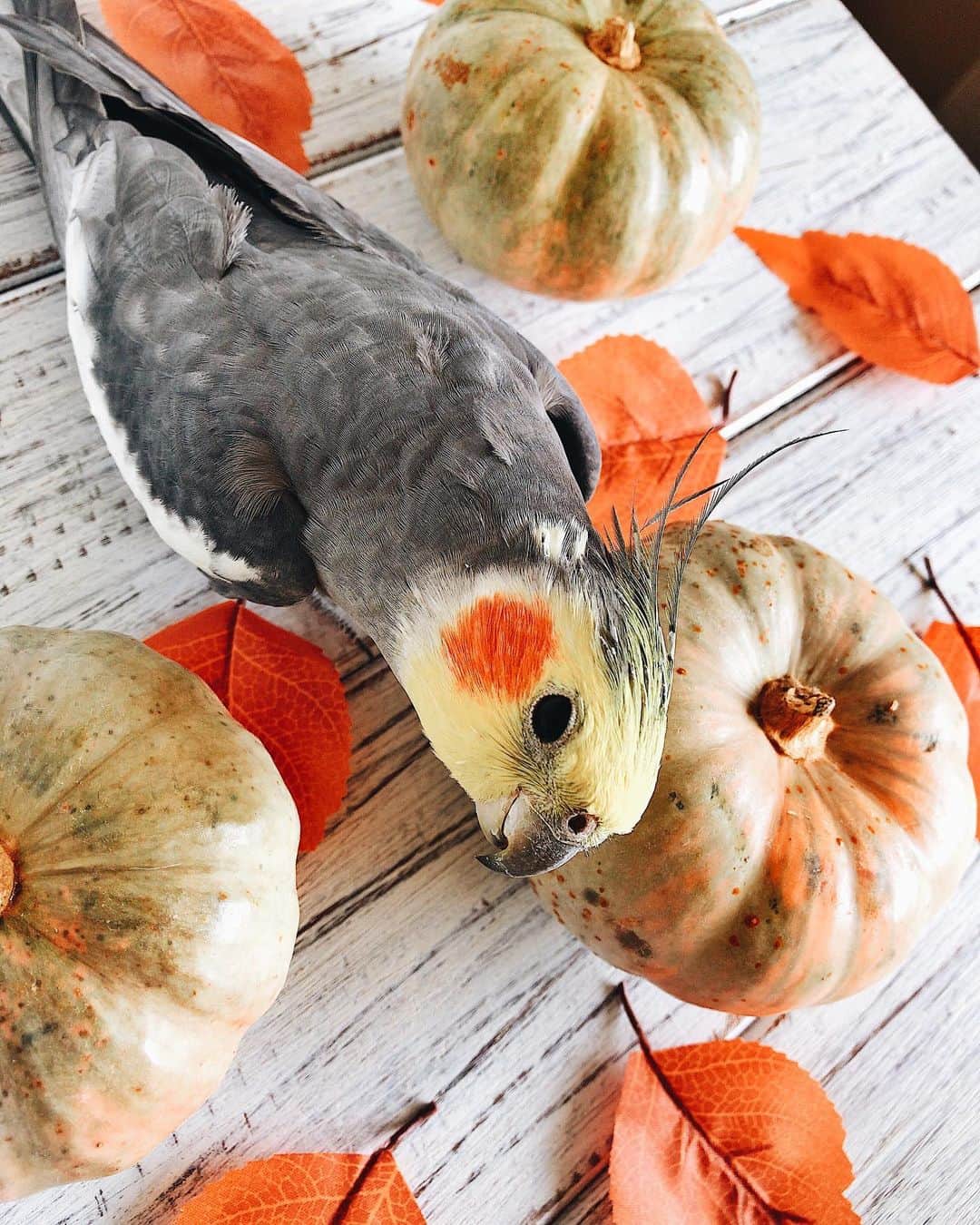 のインスタグラム：「Little pumpkin 🎃」