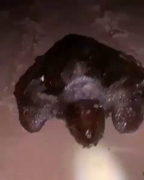ティモシー・サイクスのインスタグラム：「Repost from @karmagawa ⚠WARNING GRAPHIC IMAGES⚠ It’s now been nearly 2 months since the start of the now 2,300+ kilometer oil spill in northeastern Brazil and hardly anyone is helping despite more and more animals like this poor turtle covered in oil are dying every day due to a lack of help from professionals, the Brazilian government or any international aid whatsoever! How many more animals must suffer before the world takes notice and sends real help?!??! We know videos like this are difficult to watch, but turning a blind eye to the world’s problems solves so WE MUST WORK TOGETHER TO GET THE WORD OUT AND USE OUR SOCIAL MEDIA PLATFORMS FOR GOOD RIGHT NOW! Please share this post with your followers, tag people, celebrities and news media that needs to see it as these poor animals need URGENT HELP RIGHT NOW before any more suffer and die — despite this being the worst oil spill in Brazil history and the largest environmental disaster ever recorded on the Brazilian coast, the origin of the oil spill is still unknown and the government has been unable to map the oil slicks due to it floating beneath the surface of the ocean, killing all marine life that it comes in contact with. Please share this post with everyone you know and let’s work together to make this go viral so the world takes notice and then we can finally get these poor animals the help they deserve! #savetheturtles #oilspill #karmagawa」