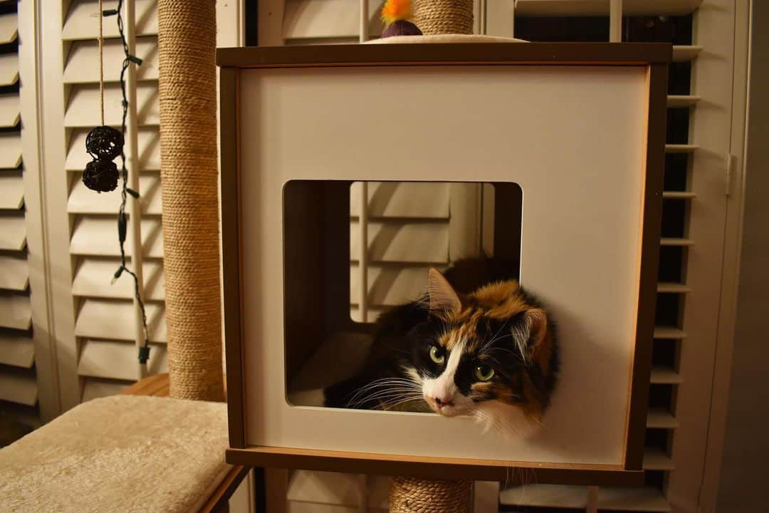 ジョーイ・ブラッグのインスタグラム：「Checked in Schrödinger's cat and she’s adorbs.」