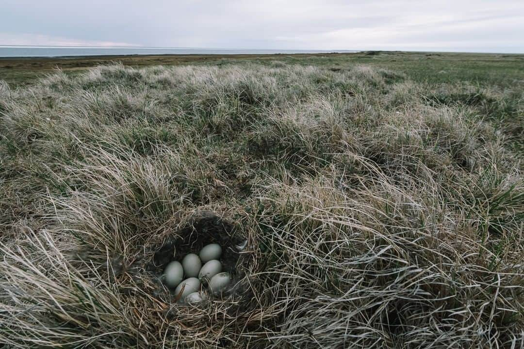 National Geographic Travelさんのインスタグラム写真 - (National Geographic TravelInstagram)「Photo by @kiliiiyuyan | The nest of a snow goose is hidden among the grasses and sedges of the tundra on Alaska's coastal plain. This nest is part of a colony of hundreds in the vicinity.⁠ Follow me @kiliiiyuyan for more from the Arctic and beyond. #arcticflyway #arctic #alaska」10月31日 5時05分 - natgeotravel