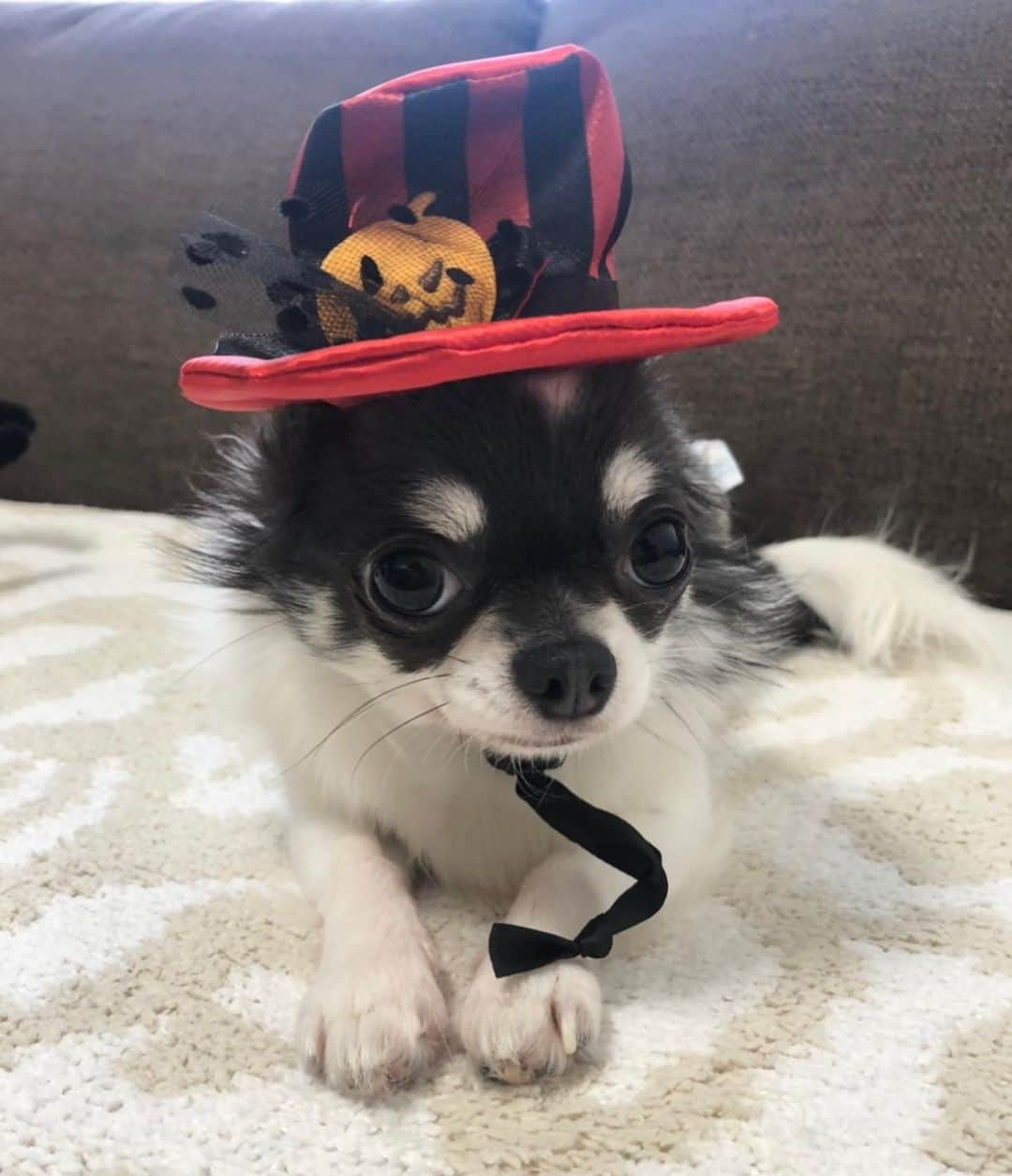 吉永愛さんのインスタグラム写真 - (吉永愛Instagram)「ハッピーハロウィン🎃  #柴犬 #白柴 #チワワ #dog #お散歩 #dogstagram #dogsofinstagram  #doglife #犬好き #犬好きと繋がりたい」10月31日 7時10分 - a.i.yy