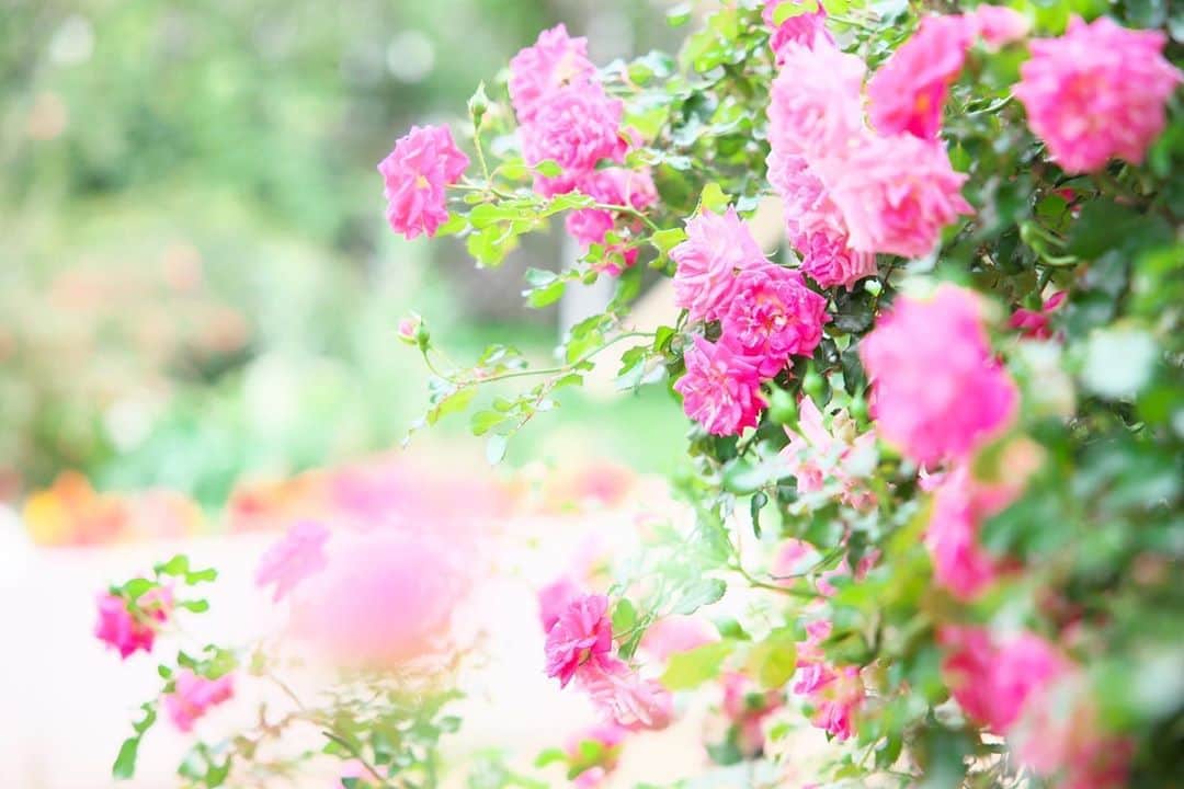 kiccyomuのインスタグラム：「☁️ 2019.10.31 Thu #心に花を #京成バラ園 の秋バラ🌹 華やかに〜☺️ . 秋のザ花部祭り🌸 #team_jp_ザ花部祭り2019秋 #ザ花部 . 今日も元気に🤗 * location #千葉 #八千代 撮影 10月26日 #ケイバラ2019秋バラ」