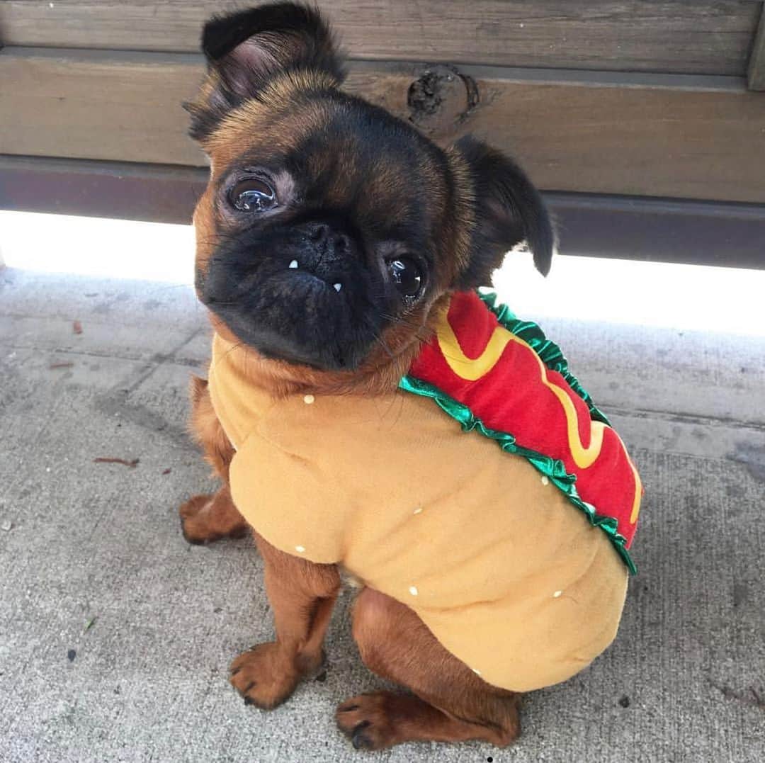 BING & WALTERのインスタグラム：「Who doesn’t love a hot dog?!」