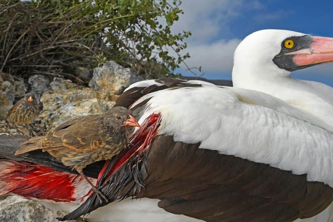 のインスタグラム：「Photo by Thomas Peschak @thomaspeschak | When rations run short on Wolf Island, in the remote northern Galápagos, the sharp-beaked ground finches become vampires. Their sitting targets are the Nazca boobies and other large birds nesting on the plateau. Boobies thrive here, nesting among dense cactus thickets and fishing in the surrounding ocean, but the finches have a tougher time. The island has no permanent water and little rainfall. The finches–birds that inspired Darwin’s Theory of Evolution–rely on a scant diet of seeds and insects that regularly dries up. Pecking away at the base of booby flight feathers with their sharp beaks–a trait that may have evolved from feeding on the birds’ parasites–they drink blood to survive. For more photographs of vampire birds follow @thomaspeschak.」