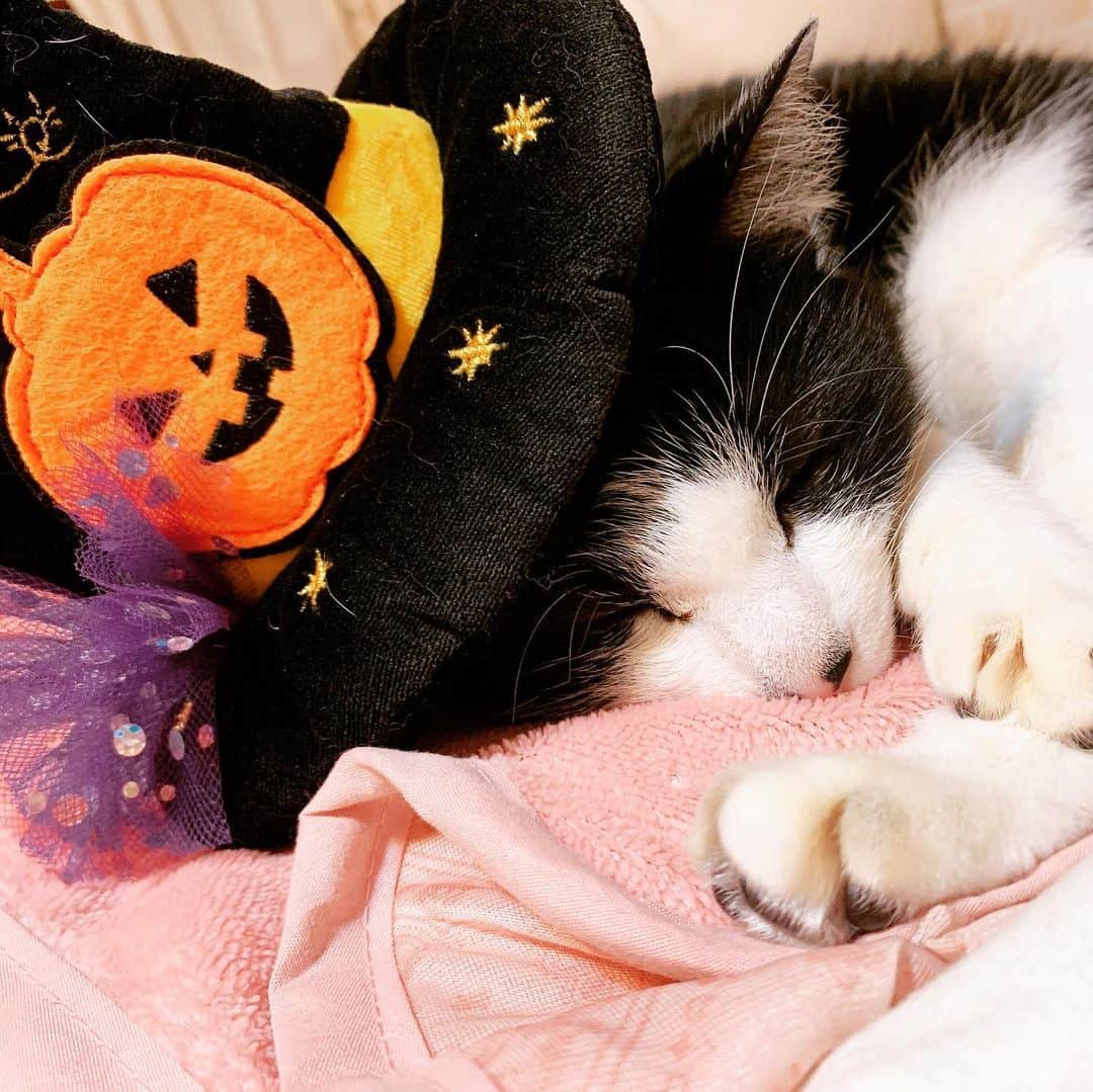 みはとのインスタグラム：「ハッピーハロウィン🎃👻 ・ ・ インスタ広告で出てくる #pecobox 可愛くて 頼んでしまった🐱💓 ・ ・ #nyanstagram #halloween #ねこ #にゃんこ #にゃんすたぐらむ #はちわれ #魔女 #まじょねこ #白黒 #vivi #nyan #cat #catstagram #ハロウィン」
