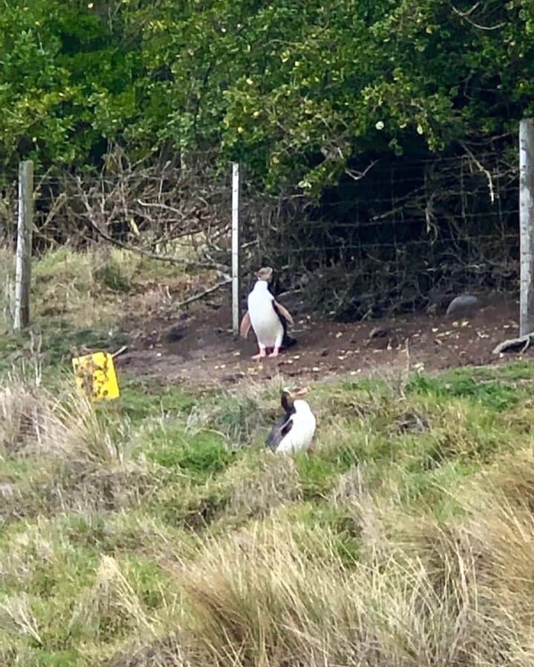 のインスタグラム：「@maipu0125  まだまだ続きます！なんと、ペンギンもいたんです！！種類は #イエローアイドペンギン でニュージーランド本土に700羽ほどしかいないそうです。。それに加えて警戒心も強いので簡単には見つからないとガイドさんに言われ、待つのを覚悟していたんですが、とてもラッキーなことにすぐに出逢えました😍海から上がり、崖を登り自分の巣へ…ペンギンは高い草むらに巣穴を作るんだそうです。はじめて知りました！！よちよち歩く姿がなんとも可愛らしかったです🥺✨姿を現してくれてありがとう！！ _ #ペンギン #出逢えたよ #ラッキー #よちよち歩く #可愛い #豊かな自然 #野生動物 #OtagoPeninsula #エルムワイルドライフツアーズ #ElmWildlifeTours #ダニーデン #Dunedin #ニュージーランド #newZealand _ #ABCテレビ #朝日放送テレビ #朝だ生です旅サラダ #旅サラダ #旅サラダガールズ  #渡辺舞 #女優 #モデル  #生放送 #土曜 #朝8時 #海外 #旅 #travel #trip」