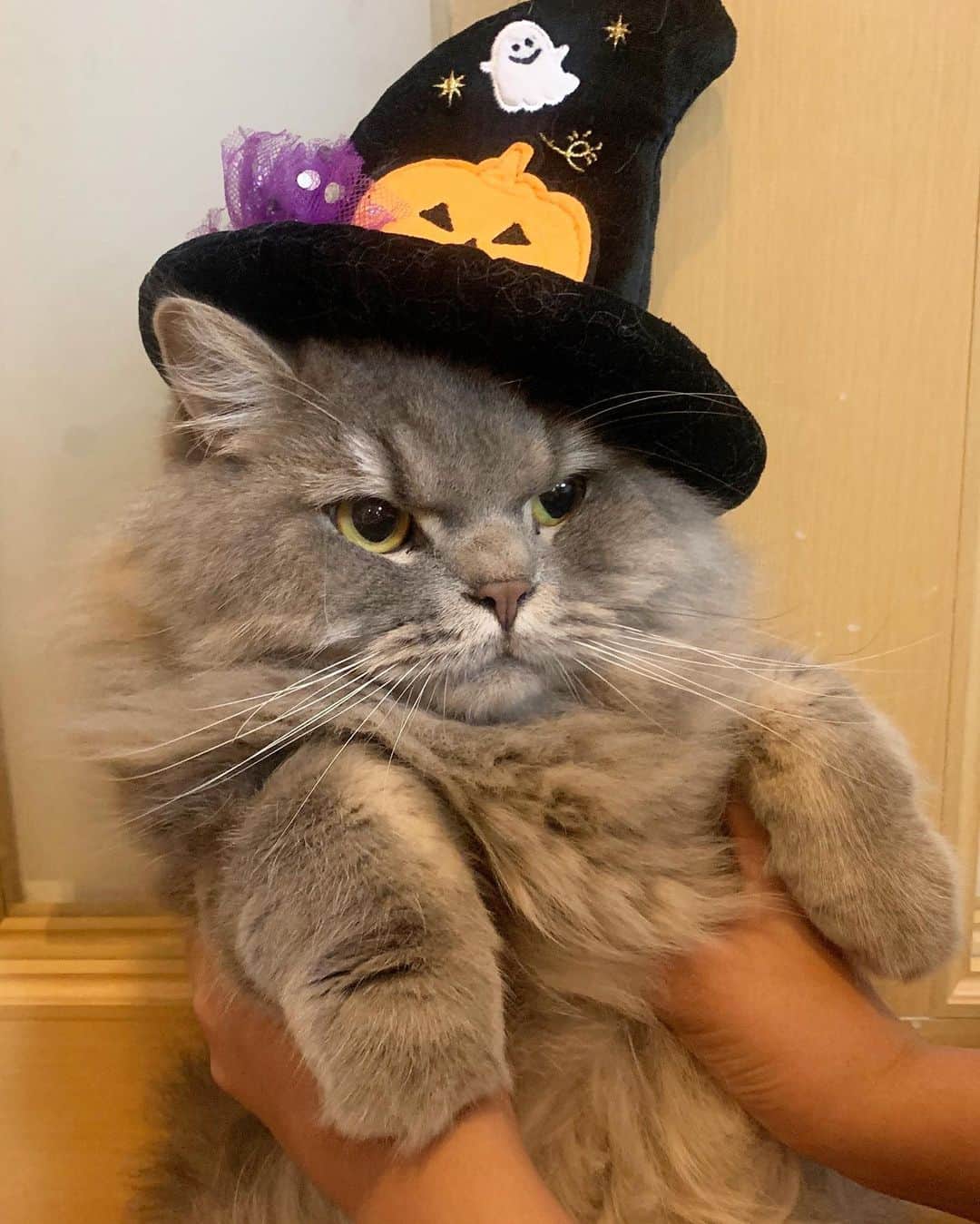 hanaのインスタグラム：「👻Happy Halloween🎃 【絶対いたずらしてやるからな💢】 #銀ちゃん #pecobox  #ハロウィン #cat #cats #catlover #cutecats #catsnap #catstagram #ilovemycat #adorble #ig_catclub #cats_of_instagram #kawaii #kawaii_cat #meowbox #bestmeow #fluffy #funnycritters #scottishfold #neko #kitty #ねこ #ねこ部 #ネコ #猫 #スコティッシュフォールド #スコティッシュ」