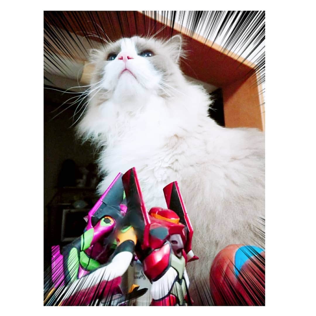 橋本麗愛さんのインスタグラム写真 - (橋本麗愛Instagram)「猫型の使徒現る  #猫 #ラグドール #エヴァンゲリオン #エヴァ #ペット  #猫のいる生活  #使徒」10月31日 20時02分 - rena_hashimoto