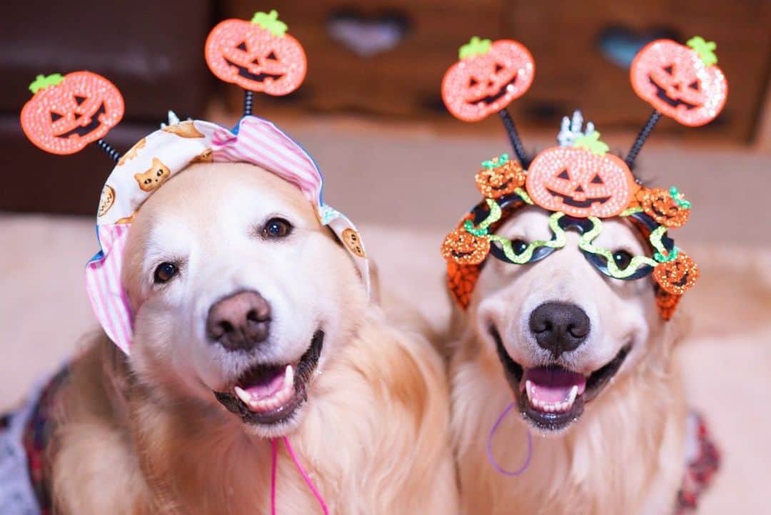 まゆみさんのインスタグラム写真 - (まゆみInstagram)「。 。 はっぴーはろいん🎃🍭👻🦇 とりっかーとりーー🙌🏻🐶🐶🙌🏻 。 。 え？ お菓子食べる日だよね？😂 それでいいんだよね？😂 。 。 #ゴールデンレトリバー#goldenretriever#dog#犬#あーるん#golden#retriever#doglover#insta_dog#ぺんぺん子ちゃん#welovegoldens#Instagram#Instagramjapan#Instagramdogs#9gag#dogstagram#dogsofinstagram#dogs#doggy」10月31日 11時27分 - aarun_evolution
