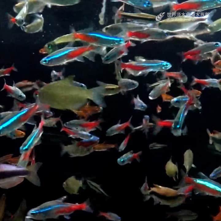 世界淡水魚園水族館 アクア・トト ぎふのインスタグラム：「観賞魚としても人気のネオンテトラやカージナルテトラはアマゾン川流域に分布しています。 当館でもアマゾン川エリアの後半で展示していますよ。」