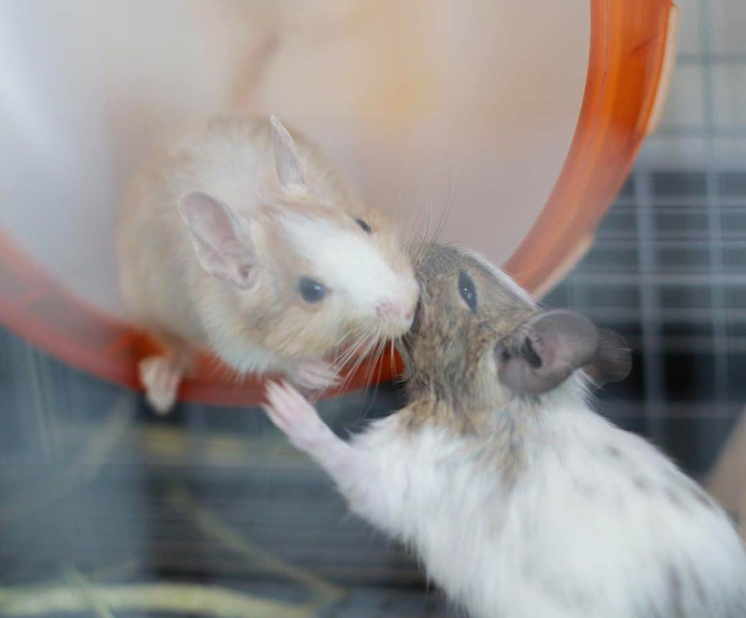 ハムスターのナッパさんのインスタグラム写真 - (ハムスターのナッパInstagram)「Karin & Popo♡ ピルピル鳴きながらデグ相撲からの…、回し車取り合い。 カリンが勝ってポポは仕方なく砂浴びしに行きました…。 マウンティングはカリンの方が上になってきたみたいです🤔 - - - ✤ ✤ ✤ ✤ ✤ #Popo #karin #生後2ヶ月 #デグー #デグーマウス #デグー初心者 #degu #octodon #デグー好きと繋がりたい #デグーのいる生活 #デグーの可愛さを広めたい #チームげっ歯ラブ #パイド #エキゾチックアニマル #齧歯類 #げっ歯類 #小動物 #癒し #ペットは家族 #ふわもこ部 #動物大好き #かわいい #petstagram #petscorner #pet #bestanimal #animal #adorable #awww #cuteanimalshot ✤ ✤ ✤ ✤ ✤」10月31日 11時39分 - ham.nappa