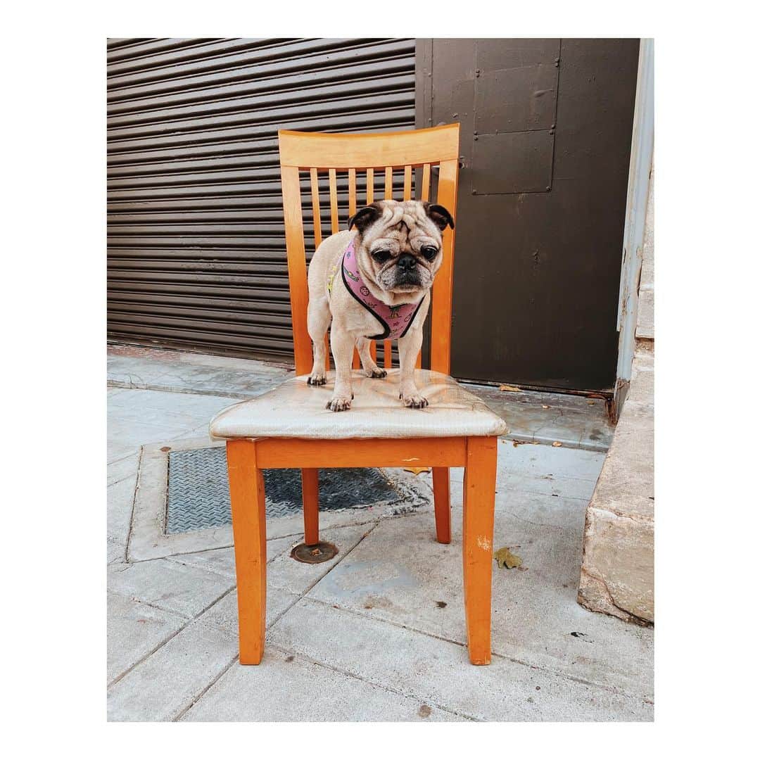 のインスタグラム：「Unsure about this chair #LeicaHarrietPancakes #DailyPug #DiscardedChairsOfTheMission」
