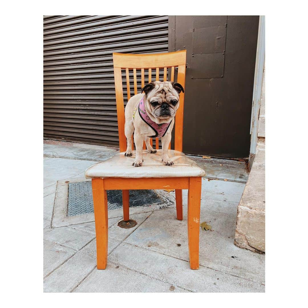 Melissa Santiagoさんのインスタグラム写真 - (Melissa SantiagoInstagram)「Unsure about this chair #LeicaHarrietPancakes #DailyPug #DiscardedChairsOfTheMission」10月31日 11時58分 - shortformelissa