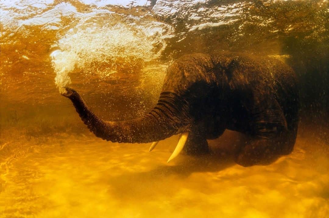 のインスタグラム：「Photo by Jennifer Hayes @JenniferHayesIG | An African elephant uses its trunk to blow bubbles as it rests on the bottom of a tannin-rich river in the Okavango Delta, Botswana. The elephants rolled about on the bottom, scratching their skin and pushed their tusks in and out of the soft sand until the ivory was polished to a rich creamy, white color. Watching these incredible, intelligent beings underwater is an emotional gift that stays with you long after you put the camera away. Despite an international ban on ivory trade the black market for ivory leads to the poaching of over 30,000 elephants a year.  for #MoreOcean follow @jenniferHayesIG. #Elephant #JOY #BlowingBubbles #OkavangoDelta」
