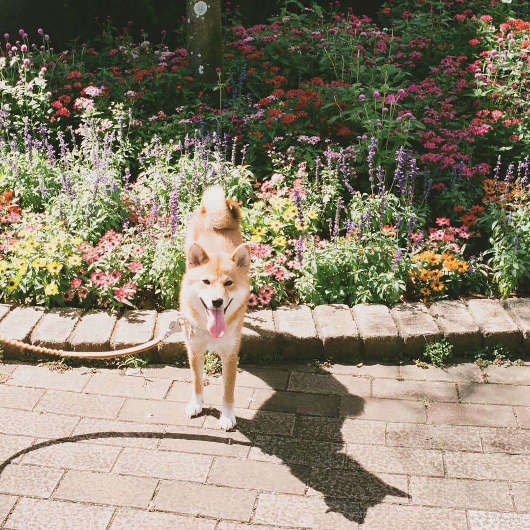 KIKIさんのインスタグラム写真 - (KIKIInstagram)「先月号になりますが リンネル11月号「愛しの柴犬」特集に 椿と一緒に登場しました！ 機会ありましたらぜひお手に取ってご覧ください #椿王丸 #リンネル」10月31日 12時36分 - kiki_campagnepremiere