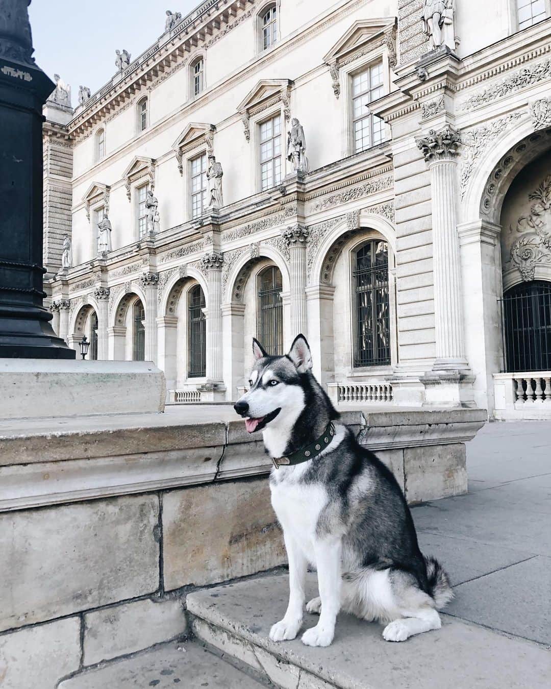 淡輪優希さんのインスタグラム写真 - (淡輪優希Instagram)「この街で出会った中であなたが一番かっこよかったです。#paris #travel #travelphotography #dog #siberianhusky」10月31日 13時18分 - yukitannowa