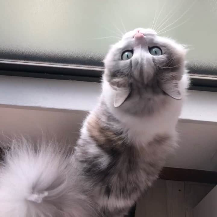 はるにゃん&ゆきにゃん＋１のインスタグラム：「open the window,please😸 。 🎧🎧🎧 。 すずの声です😊 。 。 こっち、こっちです〜 と、わたしを先導していきます😊 そしてベランダのほうの窓を開けて開けて〜の催促😄 。 すずのすけの日課です😊 。 。 #すずのすけ #suzunosuke #ミヌエット #minuet #マンチカン #munchkin  #短足 #shortlegs #やんちゃ #もふもふ #pecotv  #ペコねこ部 #catsofinstagram #kittensofinstagram #cutecatskittens #catlover #cat_features #catsofworld #catloversclub #bestmeow #cats_of_world  #catstagram #cats_of_instagram #halloween #男の子 #尻尾」