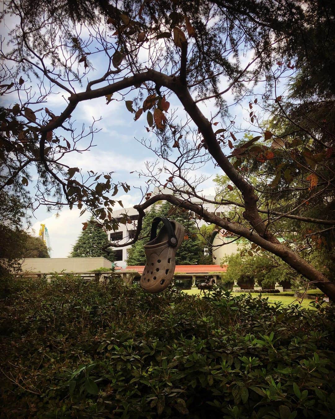 SHOCK EYEさんのインスタグラム写真 - (SHOCK EYEInstagram)「もう秋だね🍂 公園散歩してたら、珍しい実がなってた、、 #公園 #収穫の #秋 #通りすがりに」10月31日 14時22分 - shockeye_official