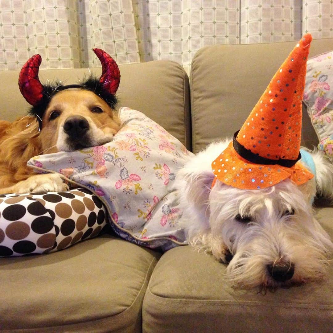 Hoykong&Plamuekのインスタグラム：「Happy Halloween 🎃  รูปเก่านะฮะ ลุงไม่ยอมแต่งตัวละ 5555」