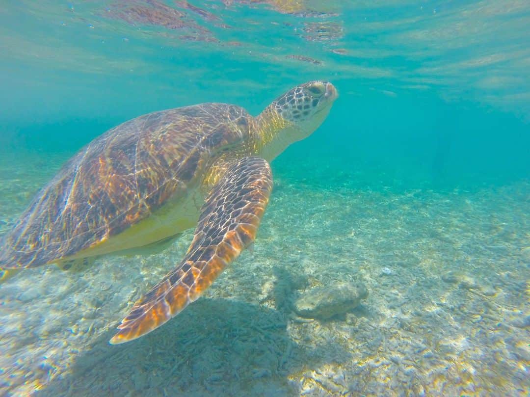 miniのインスタグラム：「SEA TURTLE🐢 今回初めて行ったギリ島では、ウミガメも見れる💎🐢なんてネットで調べた時に書いてあって💻🤔 とはいえ、スキューバダイビングとかしないと見れないよなぁ〜とか思いながら、キレイな海は絶対潜りたいから、バリ島のスーパーで安い子供用のシュノーケルを買って持って行って、ぷらぷらお散歩しながら海潜ろうと思ってたら、木の手作りの看板にローカルの手書きで『TURTLE SPOT』って書いてあって、一応行ってみよー！と思って、遠浅の海潜ったら、、 潜った瞬間目の前に大っきな60cmくらいかなぁ？のウミガメがいた😳🐢💎 ココは本当に膝とかももくらいの深さの所にそこらじゅうにウミガメがいたよー💎💎 こんな感じで出逢えると思ってなかったからずーっと泳いでたよ💎🐢💎 もちろんウミガメだけじゃなくて、魚もたくさんいて、最高のギリ島の海でした💎💎 動画もあるからまた次でUPするね🐢💎 #BALI #trip #balitrip #gili #giliisland #giliislandtrawangan #gilitrawangan #sea #ocean #seaturtle #turtle #untherthewater #underthesea #バリ #バリ島 #バリ旅行 #ギリ #ギリ島 #ギリトラワンガン #トラワンガン #ウミガメ #ウミガメと泳ぐ」