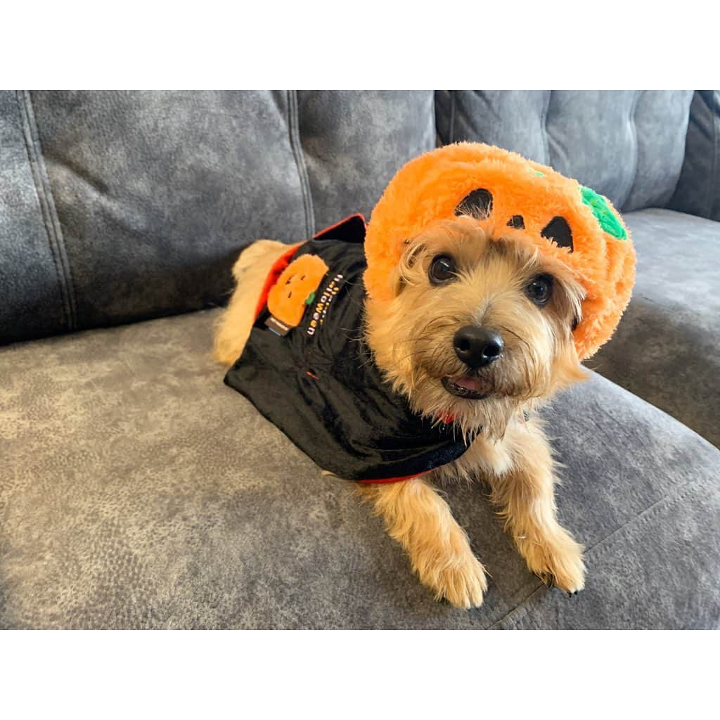 真野恵里菜さんのインスタグラム写真 - (真野恵里菜Instagram)「Trick or Treat🎃🍪 . . 🍪🍪🍪❤️🐶 #Happyhalloween  #犬のいる暮らし」10月31日 15時28分 - erinamano_official