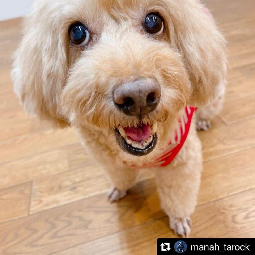 平山あやさんのインスタグラム写真 - (平山あやInstagram)「#Repost @manah_tarock with @make_repost ・・・ . ころころコロちゃーん💖 . あや @aya_hirayama の愛犬 コロちゃんに会って来たよ♬ 表情豊かで本当に可愛い😍💖 . 時どき人間みたいな反応したり目線で見つめて来るからこっちがドキっとする😳 . 2枚目は、コロちゃんと一緒にトレーニングした人間の我々👭 みんなで自重ボディメイクをしたんだよー💪 . あやは凍らせた飲み水が溶けなくて、お水休憩がただの休憩になったり なっちゃん @natsumi.illustrator は1トレーニング終わるごとにお腹空いちゃうし😂😂 とんでもなく楽しいトレーニングとなりました笑🤣 . だけど2人とも身体がよく動くし柔らかい!!👏✨ 体内年齢の若さが炸裂していました💥 またみんなでボディメイクトレーニングしよう💪!!! . . ところで2枚目の写真さ よーく見たらコロちゃん写ってるの気付いたかな⁈ 後頭部が見切れてるの🤣  この人達何でポーズ取ってんだって感じで眺めてんだろうな笑😂 . My best friend @aya_hirayama & lil sis @natsumi.illustrator ♡♡ work out now💪 . #bf #bff #workout #training #bodymake #yoga #naturalmuscle #healthybody #naturalbeauty #nomakeup #smile #soulmate #biglove #loveyourself #positivevibes #toypoodle  #베프 #꿀잼 #흥부자 #개신남  #みんなで筋トレ  #ボディメイク  #細胞ヤンガー  #平山あや #夏海  #地獄のサーキット  #笑っちゃって力入らなかった😂 #いつもhappyをありがとう❤️」10月31日 15時38分 - aya_hirayama