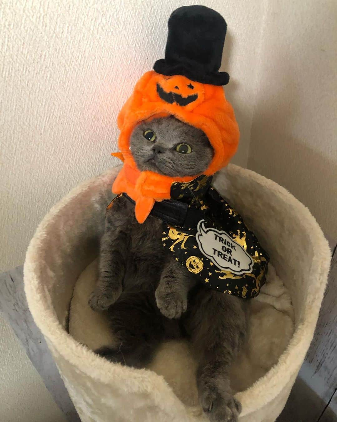 加藤ナナさんのインスタグラム写真 - (加藤ナナInstagram)「HAPPY HALLOWEEN 🎃🦇🕸 #もふ大放出 #もえか様がくれたコスプレ #Halloween #ねこすたぐらむ  #ねこすきさんと繋がりたい」10月31日 15時46分 - katouchan