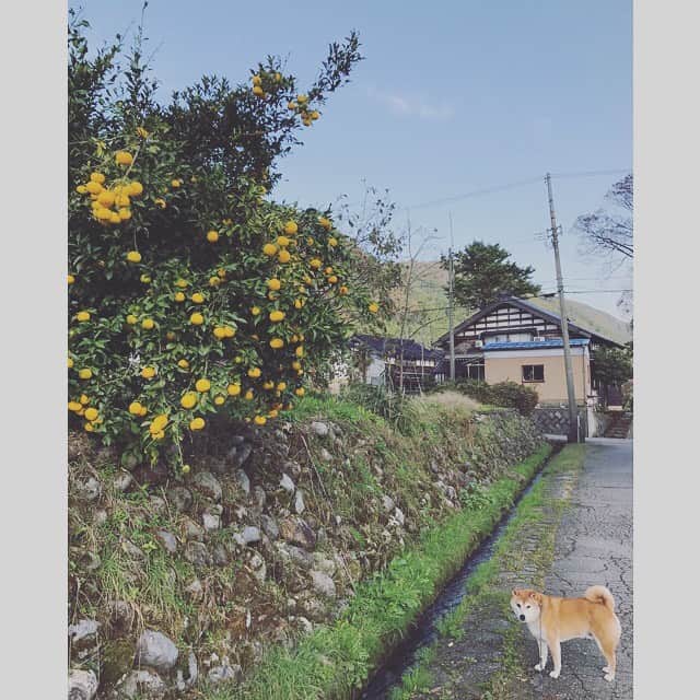 Hanamichi ＆ ℕㆁℜ〡ｋㆁ♡のインスタグラム：「かぼちゃじゃないけど ゆずがなってたよ おさんぽたのしいね」