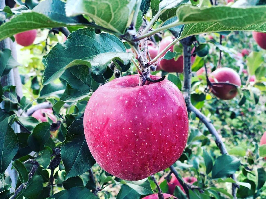 篠原信一さんのインスタグラム写真 - (篠原信一Instagram)「リンゴの収穫へ🍎 ミツが入っていて美味い😋 #ふじ #リンゴ #収穫 #安曇野」10月31日 16時40分 - s.shinohara_life