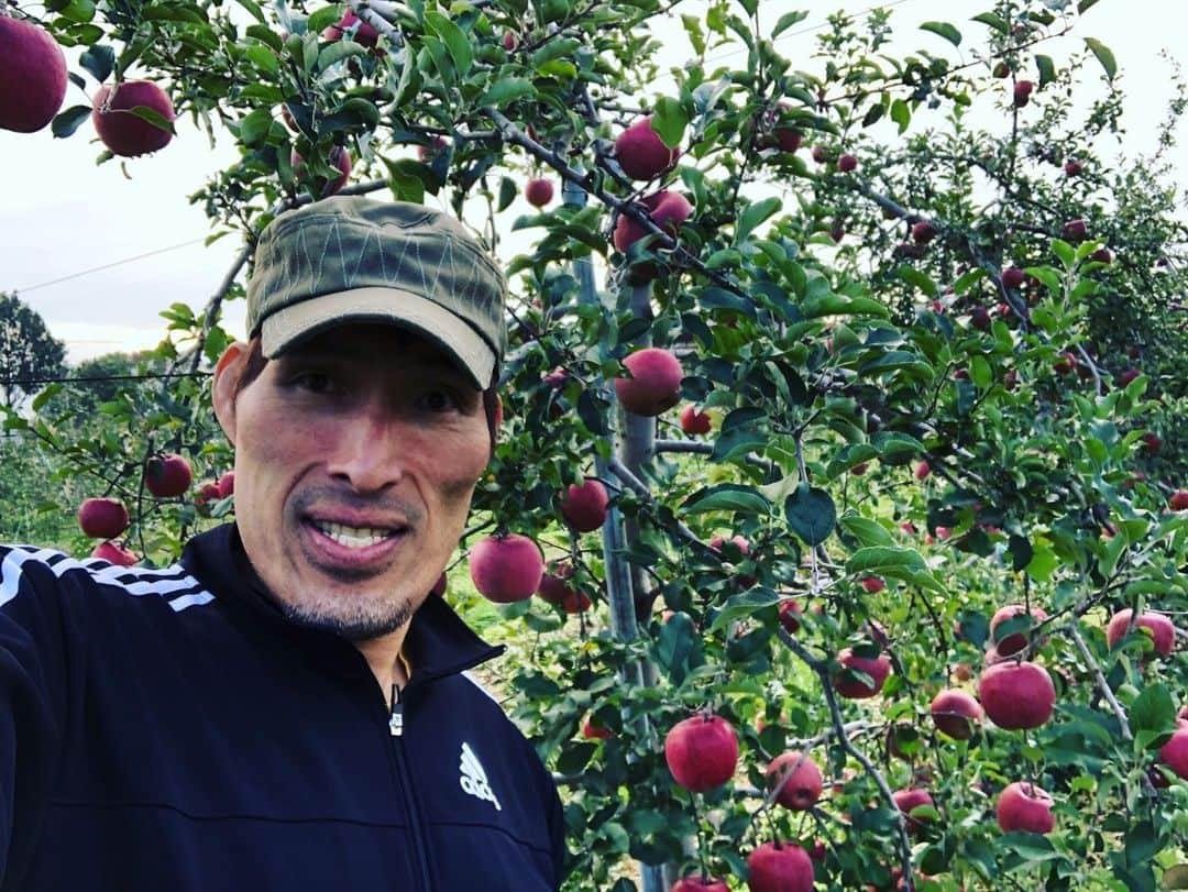 篠原信一さんのインスタグラム写真 - (篠原信一Instagram)「リンゴの収穫へ🍎 ミツが入っていて美味い😋 #ふじ #リンゴ #収穫 #安曇野」10月31日 16時40分 - s.shinohara_life