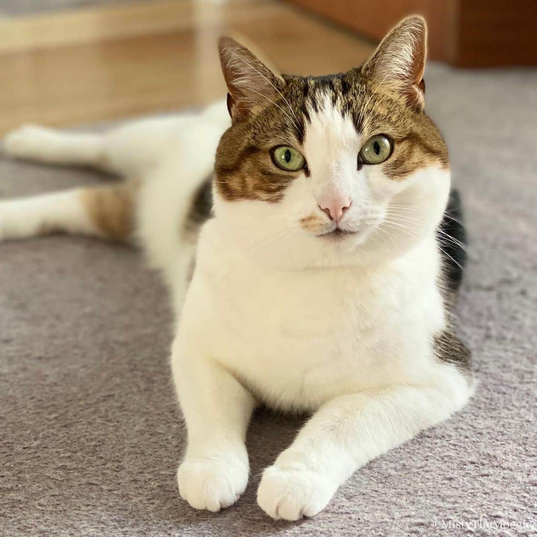 Misty The Moggieのインスタグラム：「Human is back from her holiday and she’s forgotten how to be a cat owner! She’s already tripped over be twice! I can’t see the problem, it’s not like I’m trying to trip her up... 👀」
