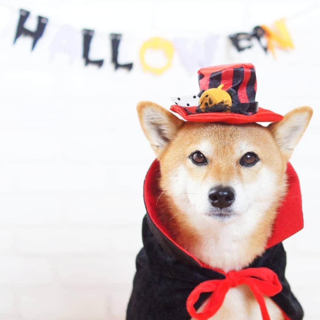 柴犬 ゆりさんのインスタグラム写真 - (柴犬 ゆりInstagram)「2019.10.31 🎃Happy halloween👻  ３枚目閲覧注意です⚠️😂 ・ ・ ・ #halloween #halloweencostume  #ハロウィン #ハロウィン仮装  #ドラキュラ #柴犬 #犬  #shibainu #shibastagram #dog #dogstagram #dogsofinstaworld #dogsofinstagram #instagramjapan #igersjp #team_jp_ #tokyocameraclub #pecoいぬ部 #ペティオハロウィン #rハロウィン #なりきりハロウィン #ビューティープロコンテスト @beautypro_contest  #ホラーなうちの子 #ipet #今日のうちの子 #ハロウィン犬 @animalabo_official #9gaghalloween」10月31日 17時08分 - shibainuholic