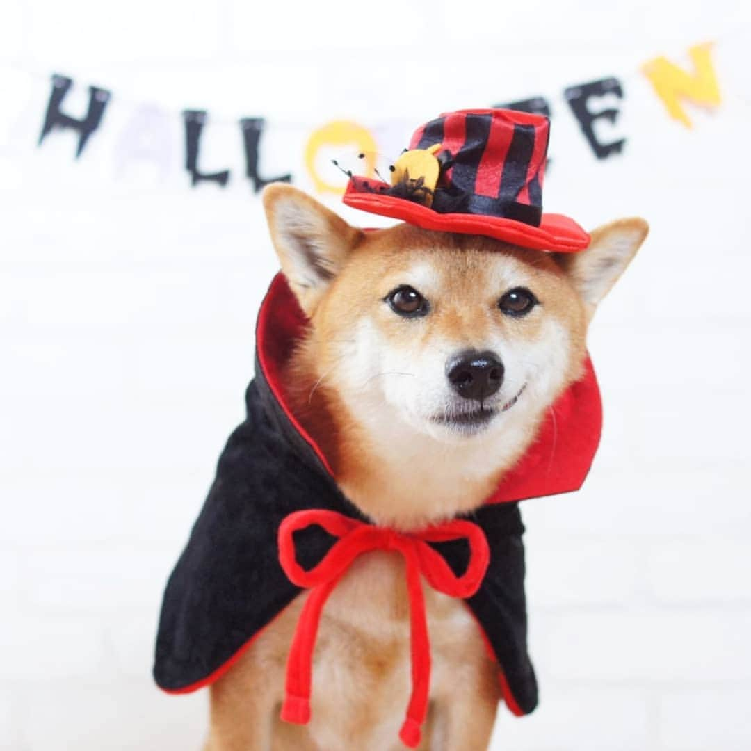 柴犬 ゆりさんのインスタグラム写真 - (柴犬 ゆりInstagram)「2019.10.31 🎃Happy halloween👻  ３枚目閲覧注意です⚠️😂 ・ ・ ・ #halloween #halloweencostume  #ハロウィン #ハロウィン仮装  #ドラキュラ #柴犬 #犬  #shibainu #shibastagram #dog #dogstagram #dogsofinstaworld #dogsofinstagram #instagramjapan #igersjp #team_jp_ #tokyocameraclub #pecoいぬ部 #ペティオハロウィン #rハロウィン #なりきりハロウィン #ビューティープロコンテスト @beautypro_contest  #ホラーなうちの子 #ipet #今日のうちの子 #ハロウィン犬 @animalabo_official #9gaghalloween」10月31日 17時08分 - shibainuholic