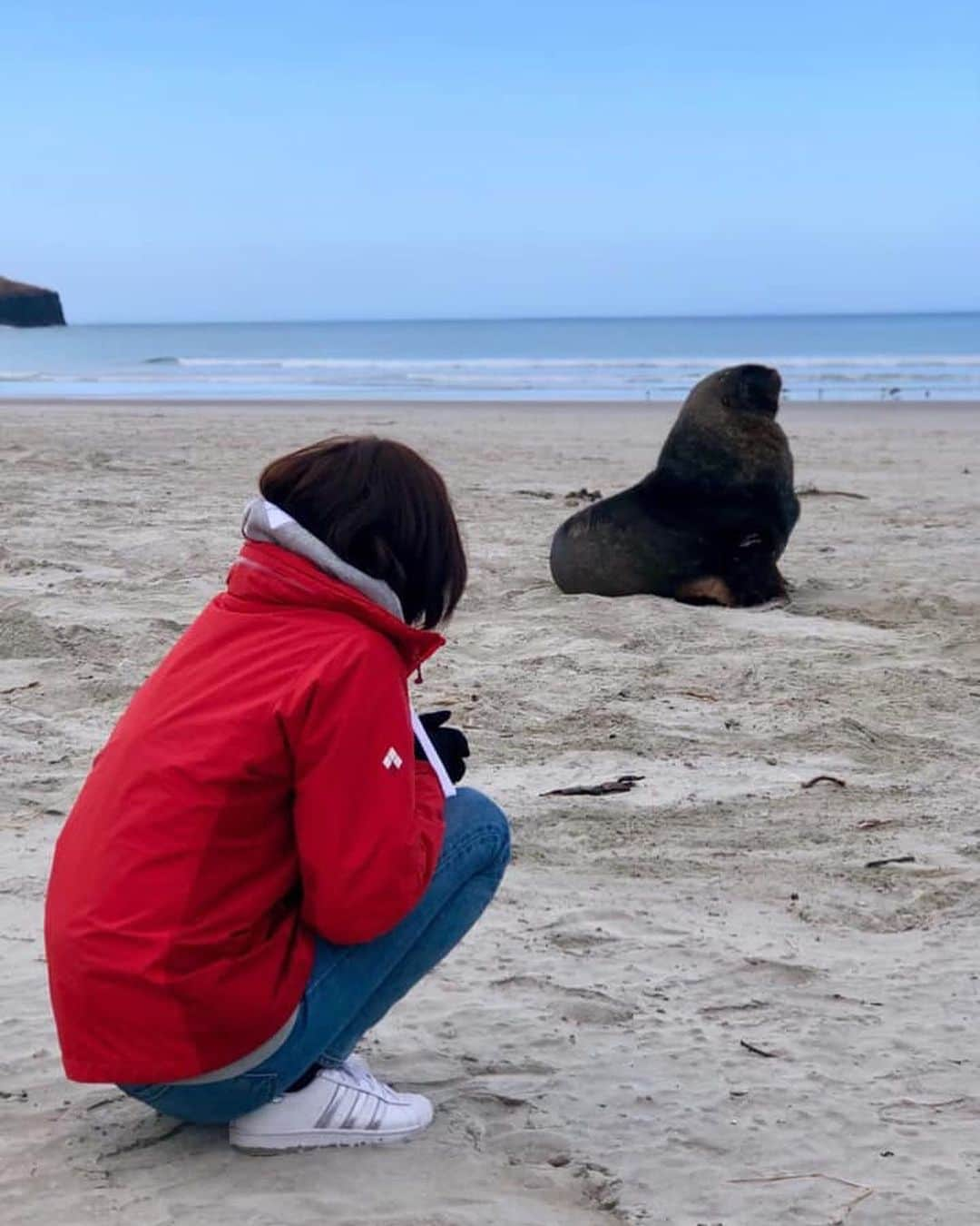 朝日放送「朝だ！生です旅サラダ」さんのインスタグラム写真 - (朝日放送「朝だ！生です旅サラダ」Instagram)「@maipu0125  続いて、南島に生息する #絶滅危惧種 のアシカ！！5メートルほどまで近づくことができます。最大で、全長2メートル50センチ、体重は450キロまで成長する #ビッグボディ なので、中々の迫力でした😱🤩おそるおそる、同じポーズで #記念撮影。笑 _ #アシカ  #なかなかの迫力 #同じポーズをしてみた #豊かな自然 #野生動物 #OtagoPeninsula #エルムワイルドライフツアーズ #ElmWildlifeTours #ダニーデン #Dunedin #ニュージーランド #newZealand _ #ABCテレビ #朝日放送テレビ #朝だ生です旅サラダ #旅サラダ #旅サラダガールズ  #渡辺舞 #女優 #モデル  #生放送 #土曜 #朝8時 #海外 #旅 #travel #trip」10月31日 17時20分 - tabisalad