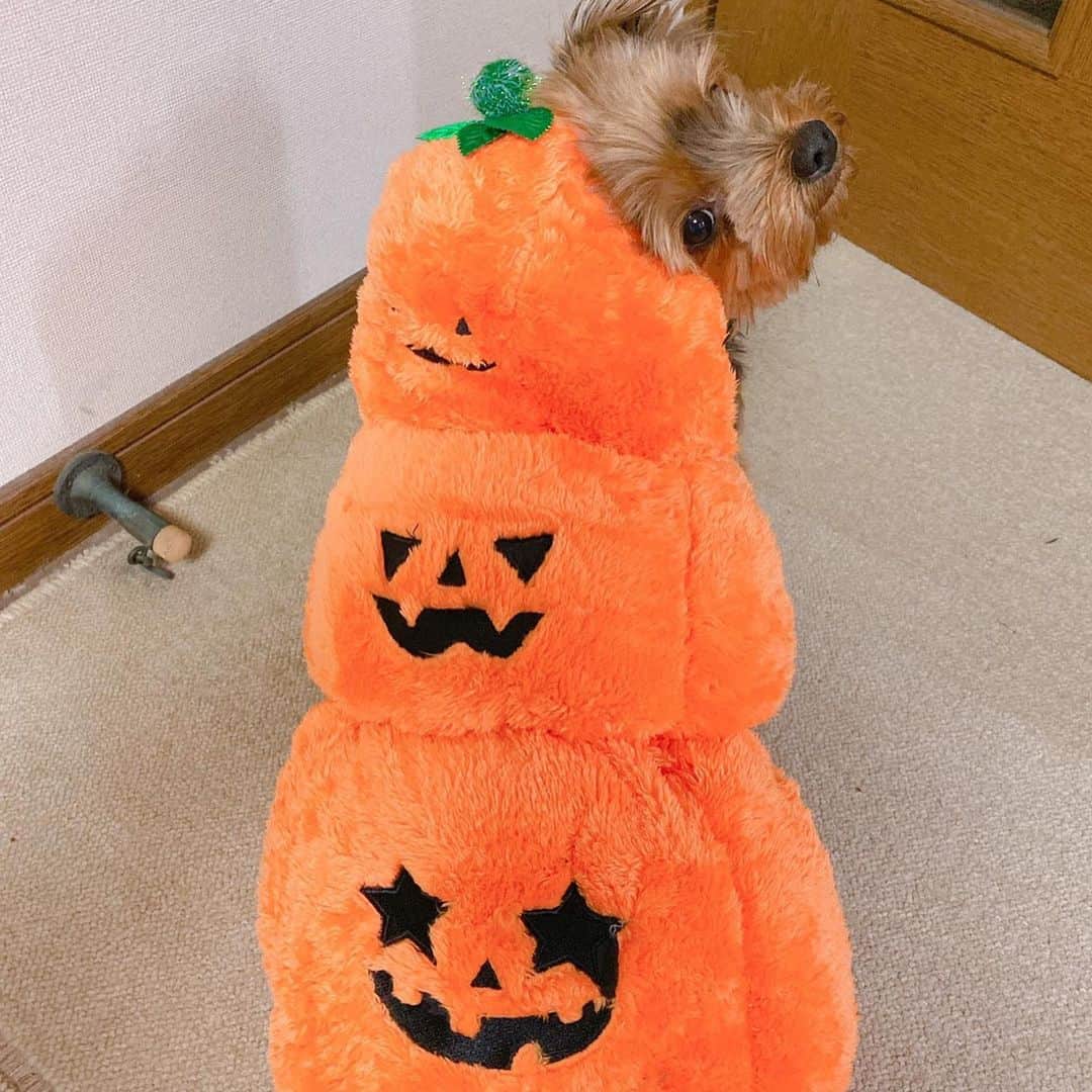 正隨優弥さんのインスタグラム写真 - (正隨優弥Instagram)「我が愛犬 可愛すぎる笑」10月31日 17時31分 - zui.l.zui