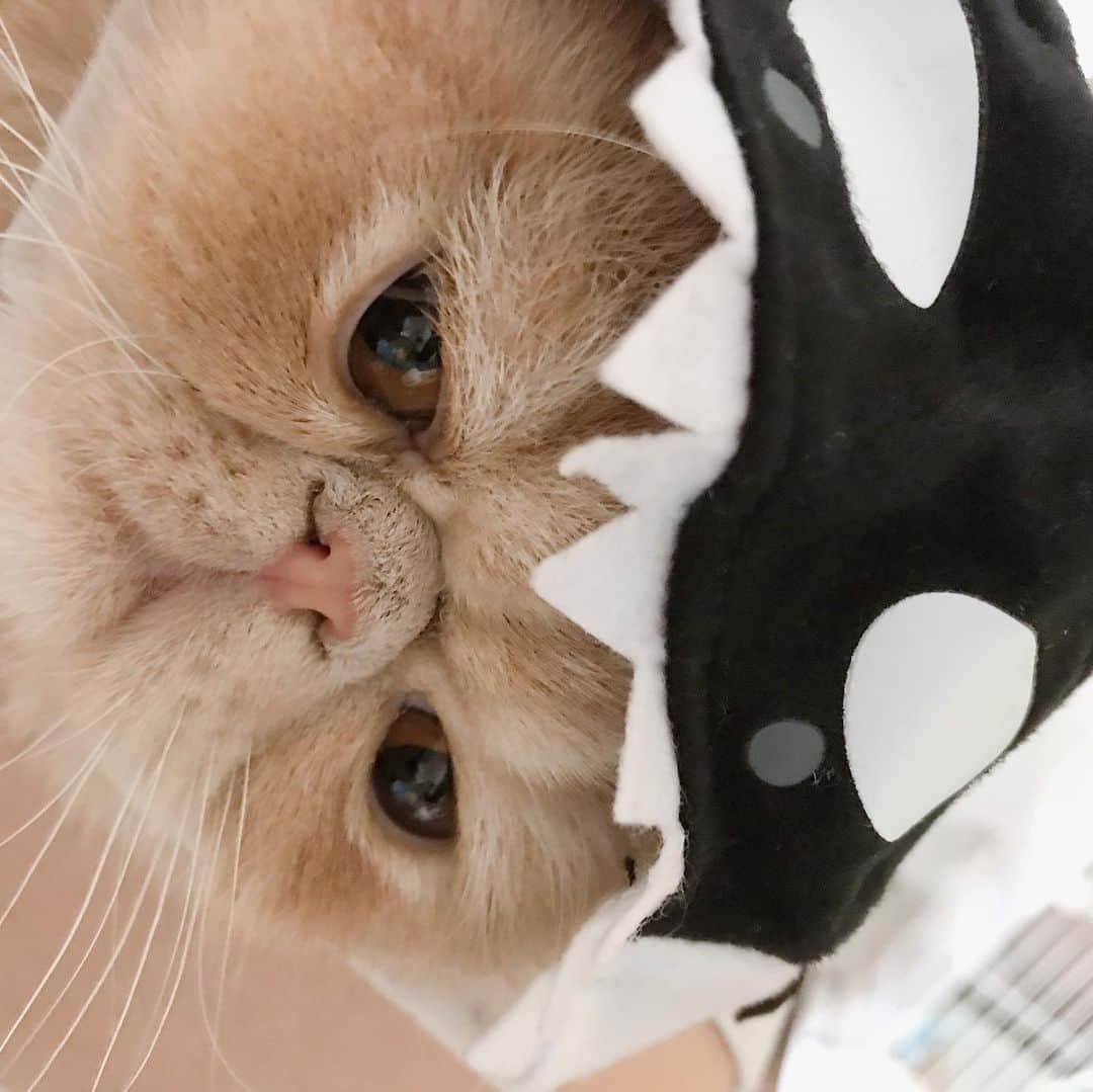 デカキンさんのインスタグラム写真 - (デカキンInstagram)「ハッピーハロウィン！！！ 魚くん、サメ、ウーパールーパーです。。。ずっと尻尾ふって実は楽しんでくれたブチャ吉でした！！！ #エキゾチックショートヘア  #子猫 #ねこ #ブチャ吉  #デカキン　#ハロウィン仮装」10月31日 17時54分 - dekakin