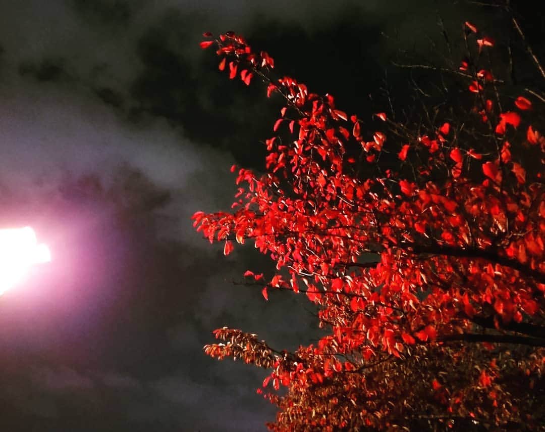 伊勢みずほさんのインスタグラム写真 - (伊勢みずほInstagram)「いつの間にか桜の木が真っ赤になってた。草木に目をやるゆとりを持っていたいな🍁  #秋 #桜 #紅葉 #ゆとり #時間 #お散歩」10月31日 18時43分 - isemizuhoo