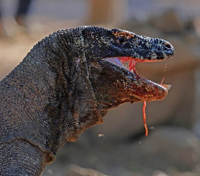 TED Talksのインスタグラム：「Komodo dragon or vampire or… both? In creepy science news, the blood of these deadly creatures could be the key to fighting antibiotic resistance in humans.  Komodo dragons can feast on decaying carcasses, host pathogenic bacteria in their mouths, and fight each other while their gums are bleeding — yet they’re largely unharmed by bacterial infections. Scientists are studying what makes them able to stay healthy, and the findings could protect humans as we become more resistant to the drugs we need to survive. Visit the link in our bio to learn more.」
