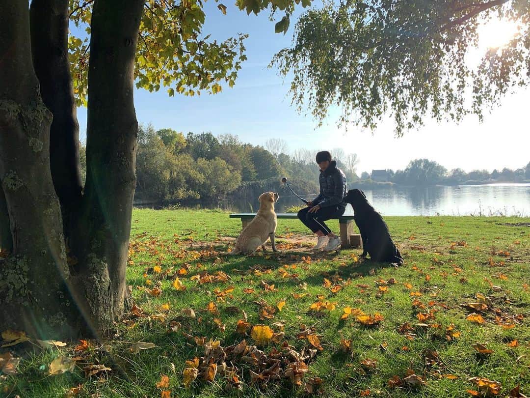 原口るりこさんのインスタグラム写真 - (原口るりこInstagram)「. . 秋の昼下がり🍂 . 落ち葉が光る湖のほとりから なにやら話し声が . そっと 覗いてみると...🌿 . . #頭の中に描かれてゆく物語 一緒に過ごしている中で 見つけた1秒は 物語の1ページに🌿 . #原口元気 #原口えな #原口らぴす #ドイツの秋 #ドイツ生活 #犬のいる暮らし #ラブラドール . 原口家の犬インスタ↓ 🐕エナスタ @labrador_ena_haraguchi .」11月1日 5時34分 - ruriko_haraguchi24