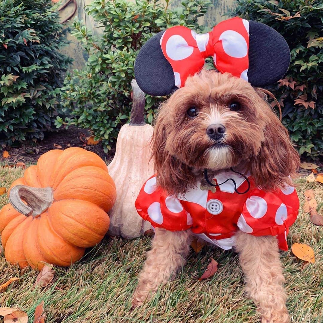 サマンサ・シザーリオのインスタグラム：「Happy Halloween from my Minnie girl and her bff Mickey! 🎀」