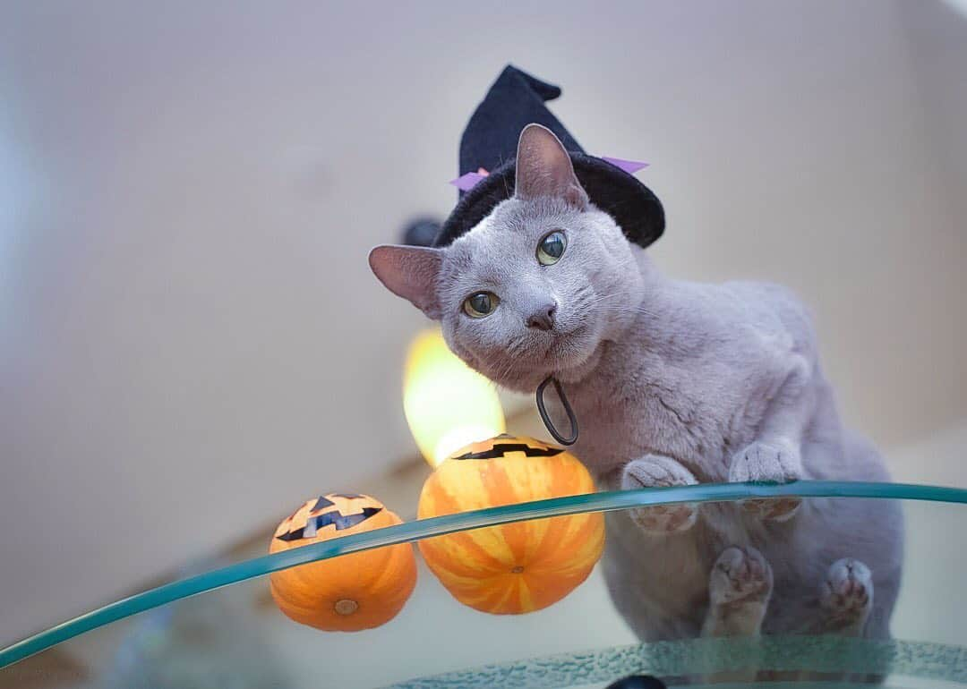 ❤?❤❤❤ Sayo ??❤?❤️❤️❤️さんのインスタグラム写真 - (❤?❤❤❤ Sayo ??❤?❤️❤️❤️Instagram)「★ Happy Halloween 🎃 ★. . If you have 2019 calendar of @cats_of_instagram  please look at October. You can find Chuupy  trimmed this photo😘👍🏻❤️. Let me post the original photo as anniversary for appeared in the calendar of @cats_of_instagram 😸. . . もしあなたが @cats_of_instagram から発売された2019年のカレンダーを持っているなら10月を見てみてください! そこに掲載されているのは紛れもなくCyuupy でこの写真をトリミングしたものです😘👍🏻❤️. @cats_of_instagram カレンダー掲載記念って事でオリジナル写真をポストします〜！😸.. . . ❤️ #pt_life_ #ほふく撮影隊 #nyancon01 #allcatphotos300 #as_archive  #PETS_iLLife  #paw_smile_pictures  #bestcatsclub #balousfriends #catsofinstagram  #jp_gallery #catstocker  #excellent_cats #IGersJP #カイゲン癒し顔フォトコンテスト #meowfeature #nc_cuties  #light_nikon  #cat_features #pets_of_our_world  #pets_perfection  #raw_pets #weeklyfluff #bestphoto_japan #東京カメラ部 #ふわもこ部 #NEKOくらぶ  #cat  #peppyハロウィン2020  #キットキャットハロウィン」10月31日 20時49分 - psayopsayo