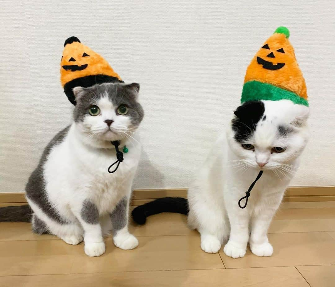 マロニーさんのインスタグラム写真 - (マロニーInstagram)「ハッピーハロウィン🎃👻🧟‍♀️🧟‍♂️❣️ ハル＜　トリックオアトリート‼️‼️‼️×100 マロ＜　ロイヤルカナンくれなきゃ、いたずらするからな‼️ （今年は色違いのお帽子🧢🎃帽子だけでも一苦労なので、ハルに似たぬいぐるみに、フル仮装で我慢😂） #マシュマロマロニー　#ねこ　#ネコ　#cat #scottishfold #スコティッシュフォールド #猫　#マロニーとはるさめ　#ハロウィン　#happyhalloween #ハロウィーン　#ハッピーハロウィン　#トリックオアトリート　#家ハロ　#仮装　#カボチャ」10月31日 21時06分 - masyumaromaroni