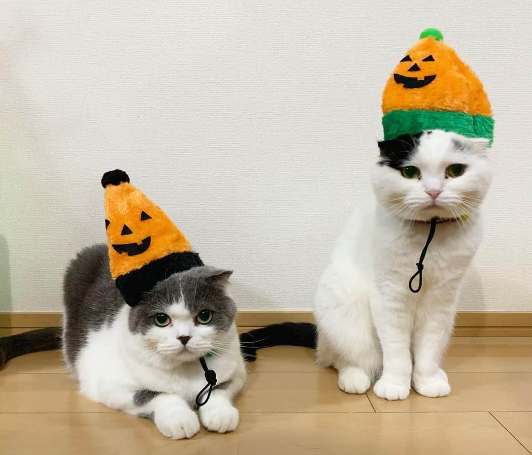 マロニーのインスタグラム：「ハッピーハロウィン🎃👻🧟‍♀️🧟‍♂️❣️ ハル＜　トリックオアトリート‼️‼️‼️×100 マロ＜　ロイヤルカナンくれなきゃ、いたずらするからな‼️ （今年は色違いのお帽子🧢🎃帽子だけでも一苦労なので、ハルに似たぬいぐるみに、フル仮装で我慢😂） #マシュマロマロニー　#ねこ　#ネコ　#cat #scottishfold #スコティッシュフォールド #猫　#マロニーとはるさめ　#ハロウィン　#happyhalloween #ハロウィーン　#ハッピーハロウィン　#トリックオアトリート　#家ハロ　#仮装　#カボチャ」