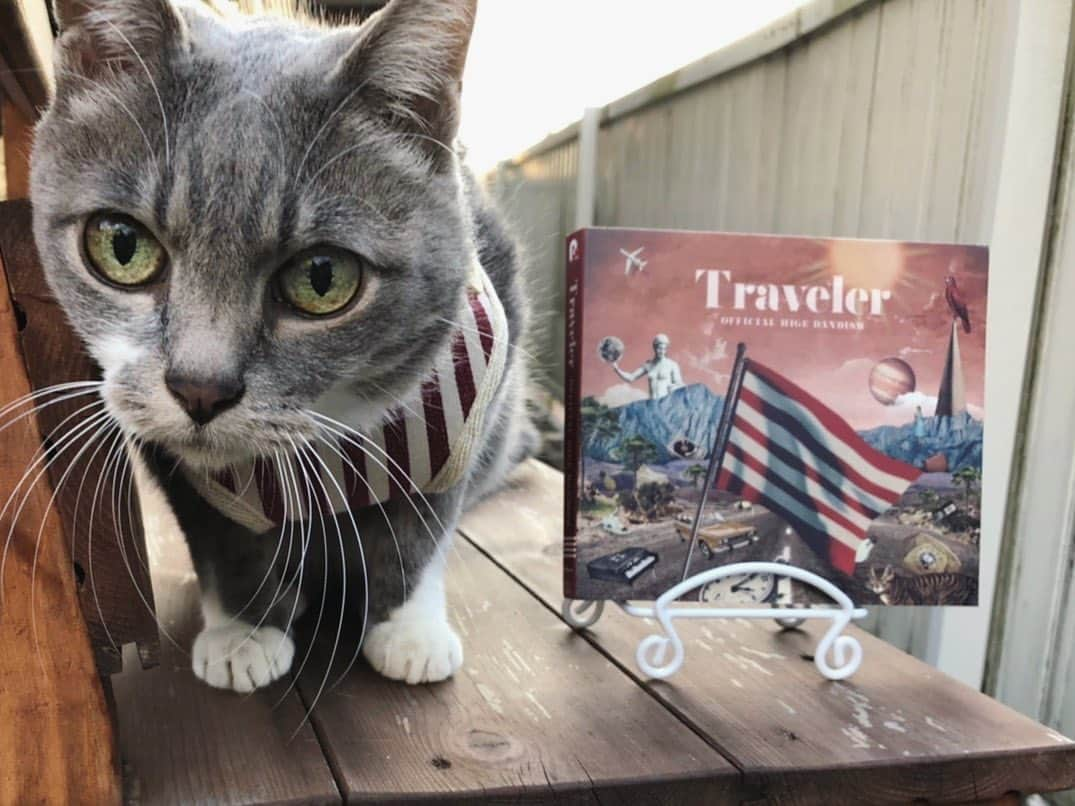 小笹大輔さんのインスタグラム写真 - (小笹大輔Instagram)「Travelerに仮装した猫です #ハロウィン #Traveler #宣伝部隊ひなこた」10月31日 21時38分 - daisuke_higedan