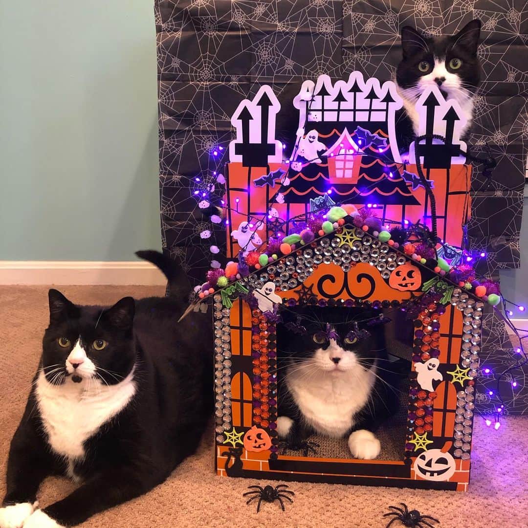 Tuxedo Cat Brosのインスタグラム：「Happy Halloween from these three creeps! Here is our entry to @ridleythetuxedo’s #needsmoretackyhalloween2019 contest! What do you all think? Tacky enough to win? 🤣🤣 Hope all our friends get the best treats and NO TRICKS today! 🍁🎃👻」