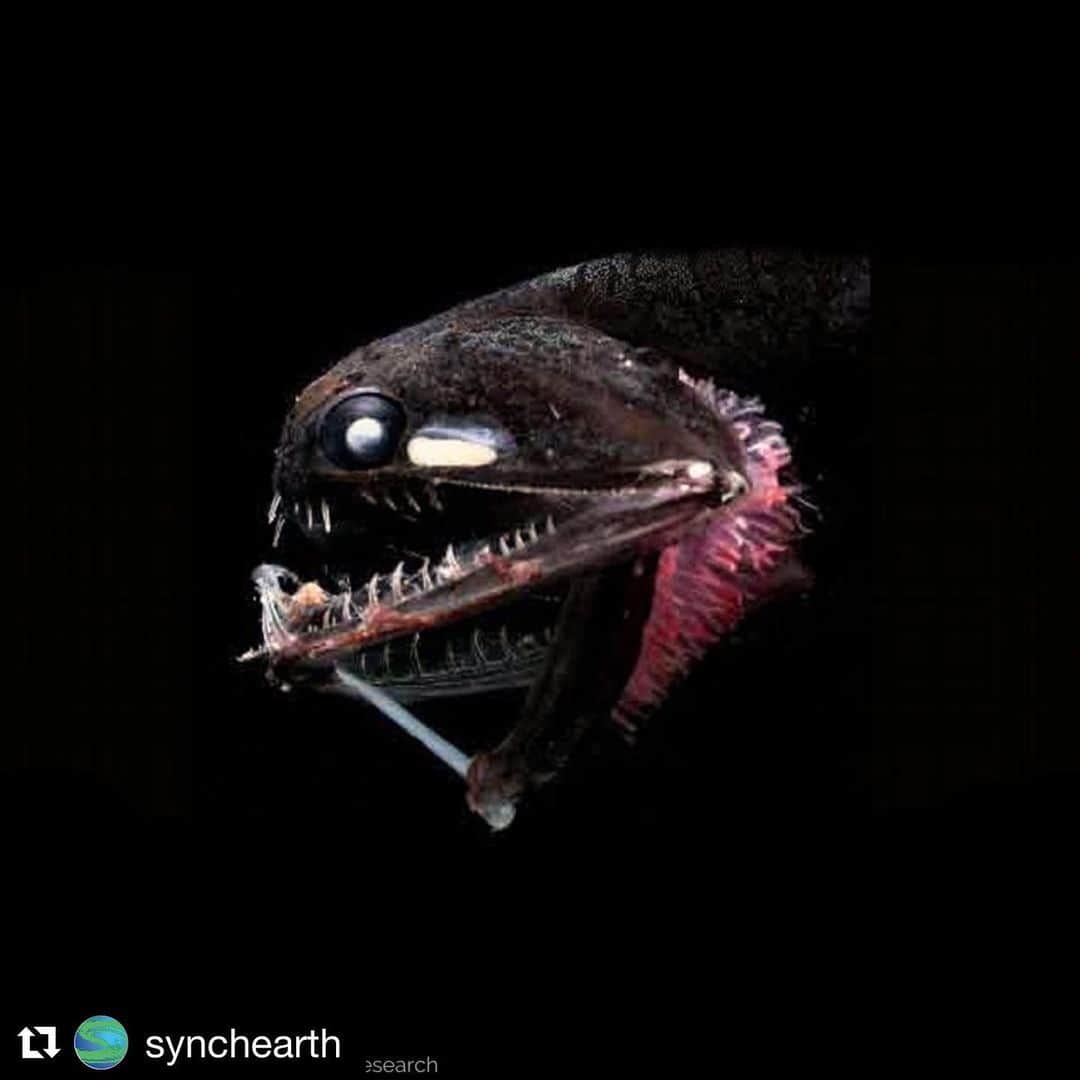 ファイン・フレンジーのインスタグラム：「the scariest deep sea hamster I’ve ever seen! happy halloween from way down under (but nowhere near this guy i hope) x #Repost @synchearth ・・・ Happy Halloween! For the scariest day of the year, we give you the deep-sea dragonfish.⁣ ⁣ These terrifying apex predators have enormous jaws filled with fang-like teeth which they can extend to snatch and swallow prey much bigger than themselves. They use a special organ called a photophore to create bioluminescence. These create little pinpricks of light in the darkness which give the illusion they are much smaller than they are, and when fish are lured in, they use their fearsome jaws to capture them.⁣ ⁣ However, before we give you nightmares, even if you did find yourself going for a swim at 1,500 metres below sea level, as they’re only just bigger than a hamster, you wouldn’t be in trouble. From dragonfish, anyway.⁣ ⁣ For more creatures and conservation news from the deep sea, follow our partners @deep_sea_conserve @deepstewardship and the incredible @noaaoceanexploration account (Image courtesy of NOAA Okeanos Explorer Program, Our Deepwater Backyard: Exploring Atlantic Canyons and Seamounts)⁣ ⁣ #halloween #happyhalloween #allhalloween #allhallowseve #spooky #eerie #scary #fangs #dragon #dragonfish #monster #deepsea #deepseamonster #sea #ocean #scaryanimals #bioluminescence #noaa #exploration #oceanexploration  #marine #marinelife #marineexploration #marinebiology #submersible #submarine #okeanos #okeanosexplorer  #defendthedeep⁣」