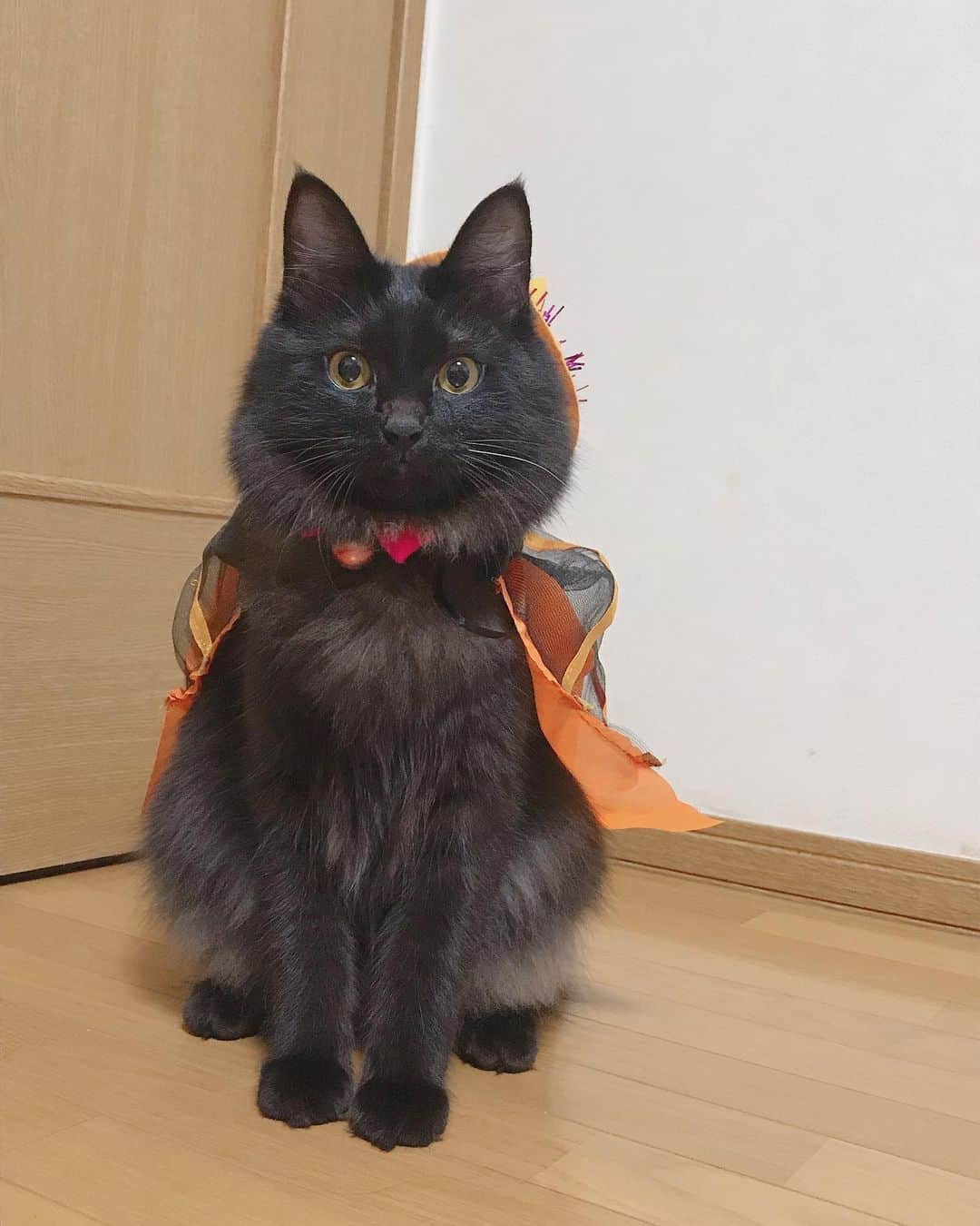 長谷川玲奈さんのインスタグラム写真 - (長谷川玲奈Instagram)「#ハッピーハロウィン 🎃😺 魔猫のなるちゃん。可愛い😍 #ねこ　#cat」10月31日 22時17分 - bbg_rena0315