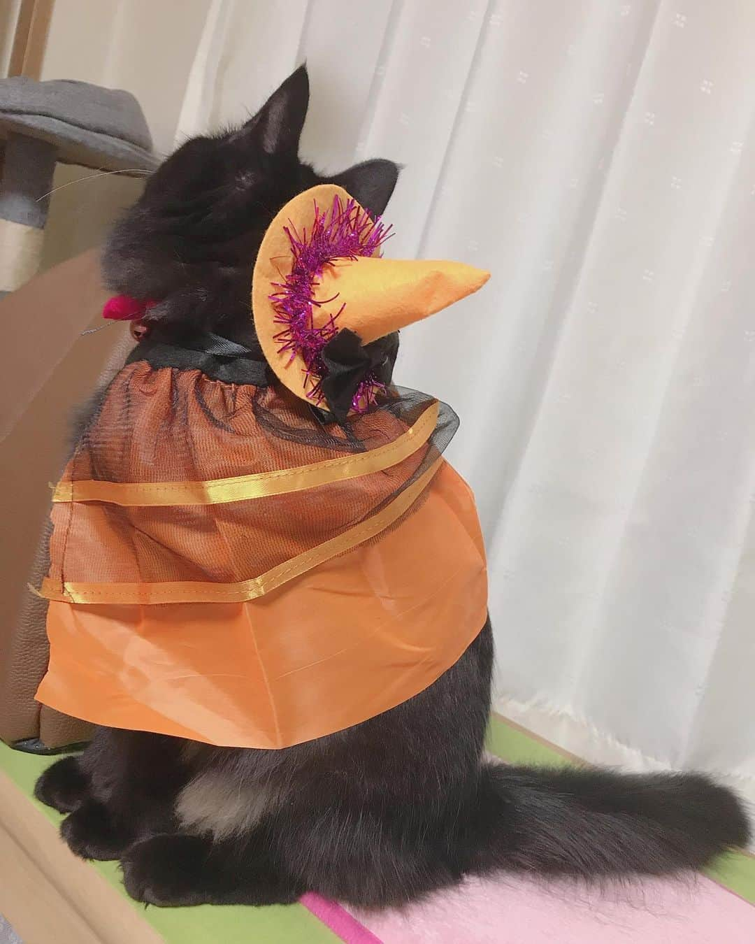 長谷川玲奈さんのインスタグラム写真 - (長谷川玲奈Instagram)「#ハッピーハロウィン 🎃😺 魔猫のなるちゃん。可愛い😍 #ねこ　#cat」10月31日 22時17分 - bbg_rena0315