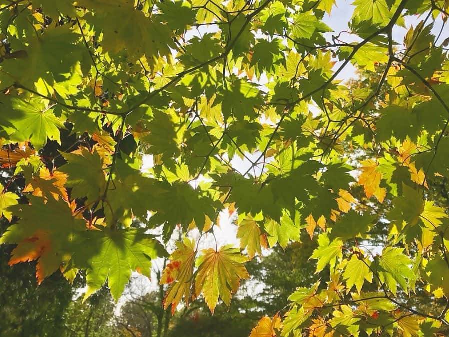のインスタグラム：「*** ⠀ #紅葉 #秋田 #日本の秋の風景 #旅行好き女子」